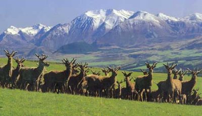 New Zealand Red Deer