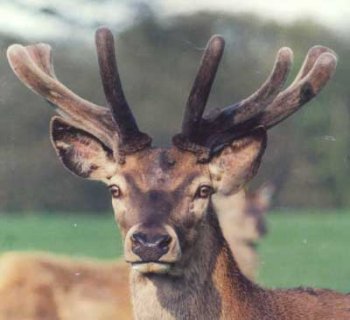 deer_rack.jpg