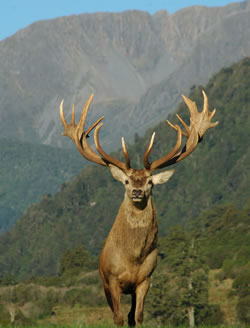 Deer Antler Velvet Red Deer